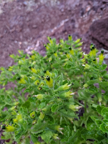 Rock nettle (Eucnide rupestris)