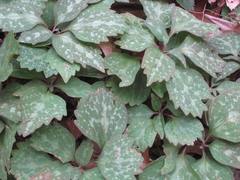 Pachysandra procumbens