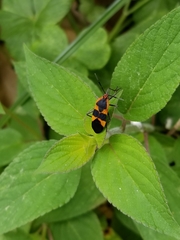 Oncopeltus fasciatus