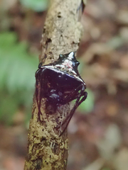 Verrucosa scapofracta