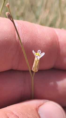 Farsetia occidentalis