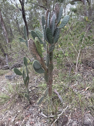 Woollyjoint Pricklypear (Opuntia tomentosa)