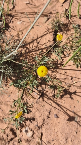 Otoglyphis pubescens pubescens