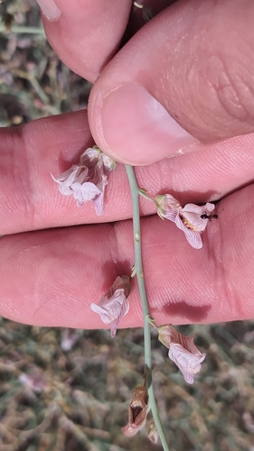 Acanthorrhinum ramosissimum