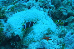 Amphiprion chrysogaster