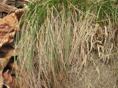 Agrostis geminata