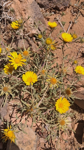 Asteriscus graveolens graveolens