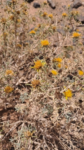 Anvillea garcinii radiata