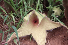 Ceropegia gigantea image