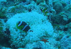 Amphiprion chrysogaster