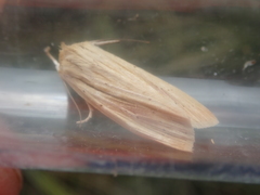 Ichneutica semivittata