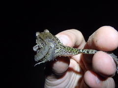 Leptodactylus insularum