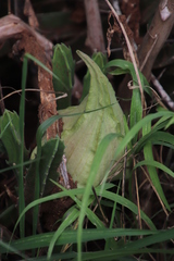 Ceropegia gigantea image