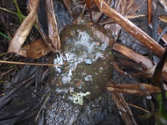Ambystoma gracile