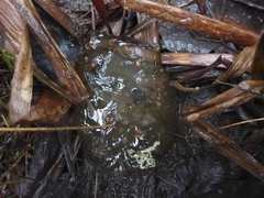 Ambystoma gracile