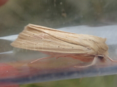 Ichneutica semivittata