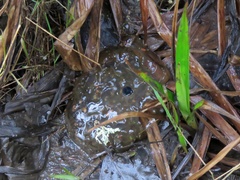 Ambystoma gracile