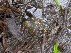 Ambystoma gracile
