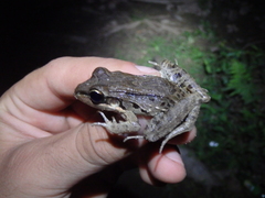 Leptodactylus insularum