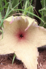 Ceropegia gigantea image