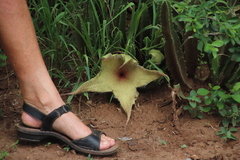 Ceropegia gigantea image