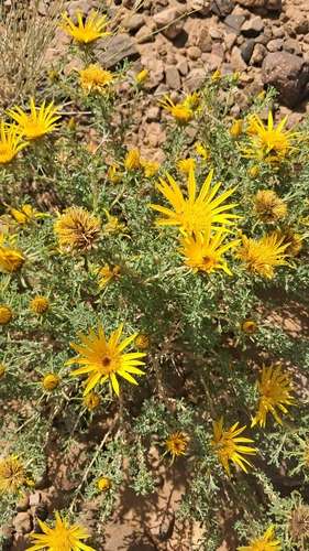 Anvillea garcinii radiata