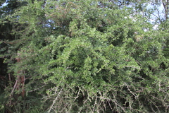 Image of Gymnosporia heterophylla