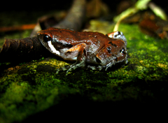 Hypopachus variolosus