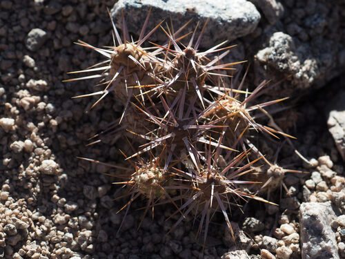 Maihueniopsis leoncito