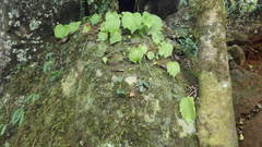 Begonia anjuanensis image