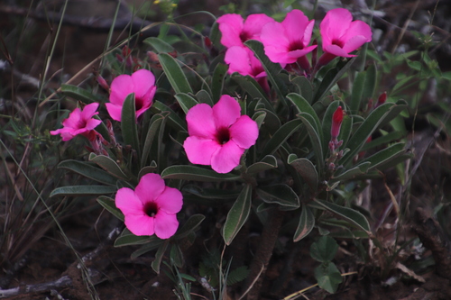summer impala lily photographed in Eswatini