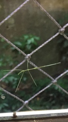 Cladoxerus