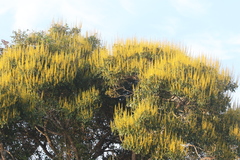 Vochysiaceae