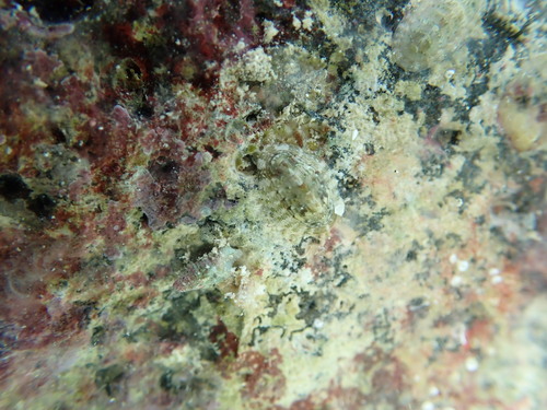 Rhyssoplax observed 2026-04-05
