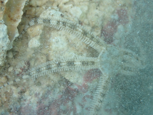 Breviturma brevipes observed 2026-04-05