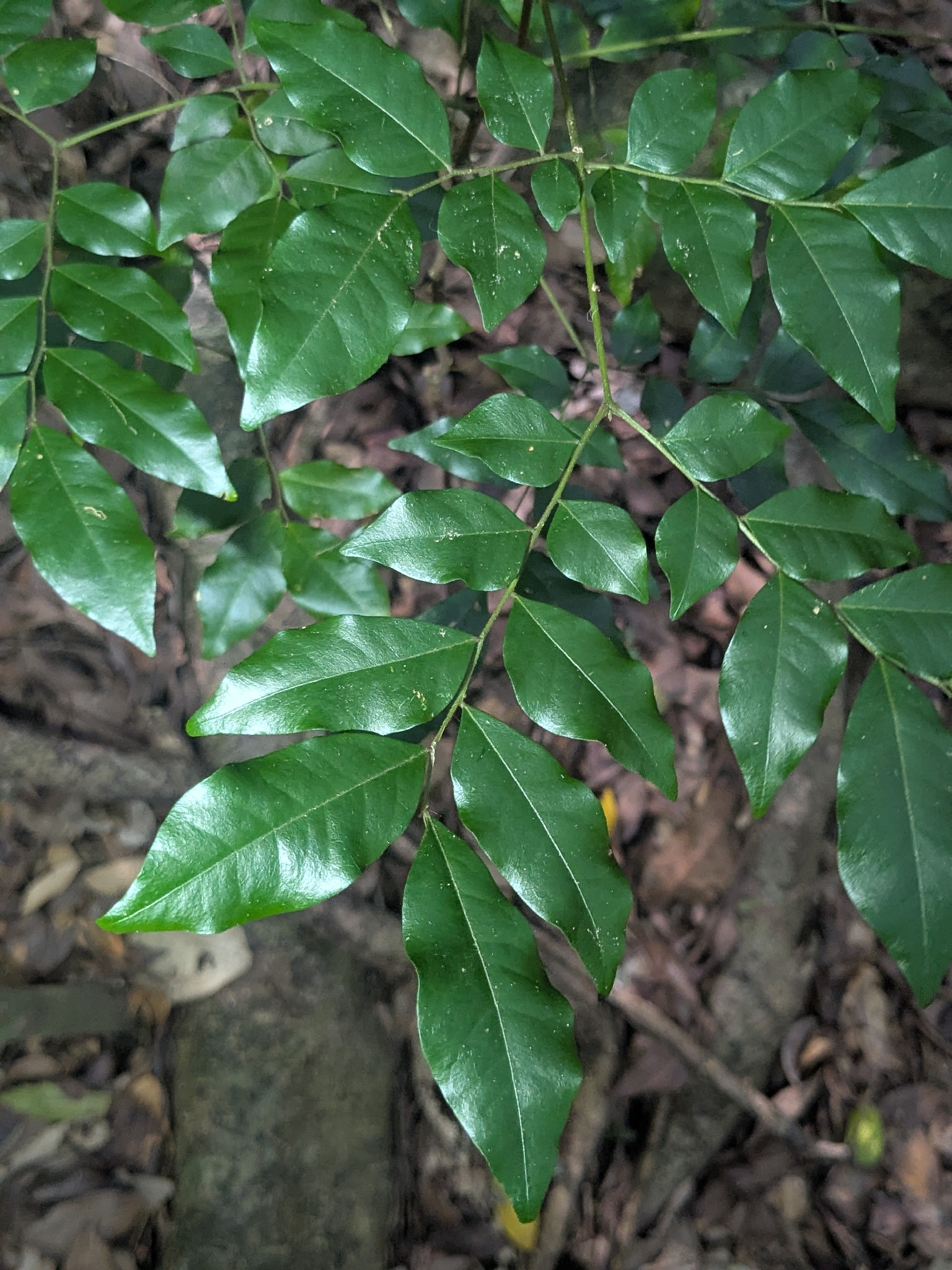 Imagem de Pararchidendron pruinosum