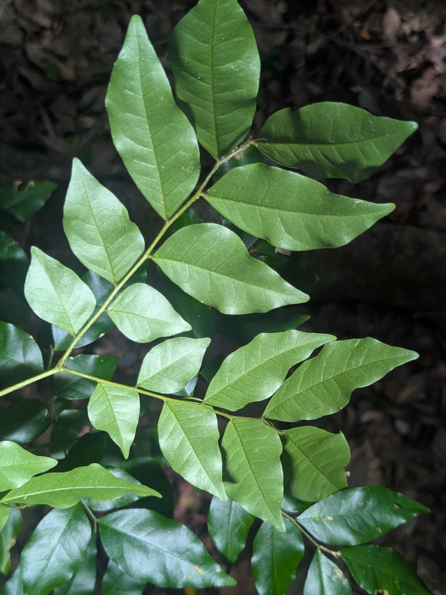 Imagem de Pararchidendron pruinosum