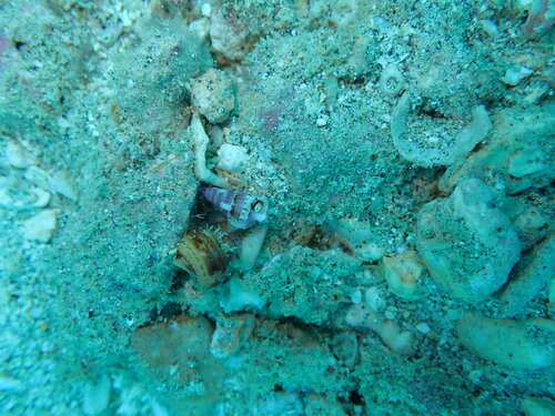Rhinoclavis sinensis observed 2026-04-05