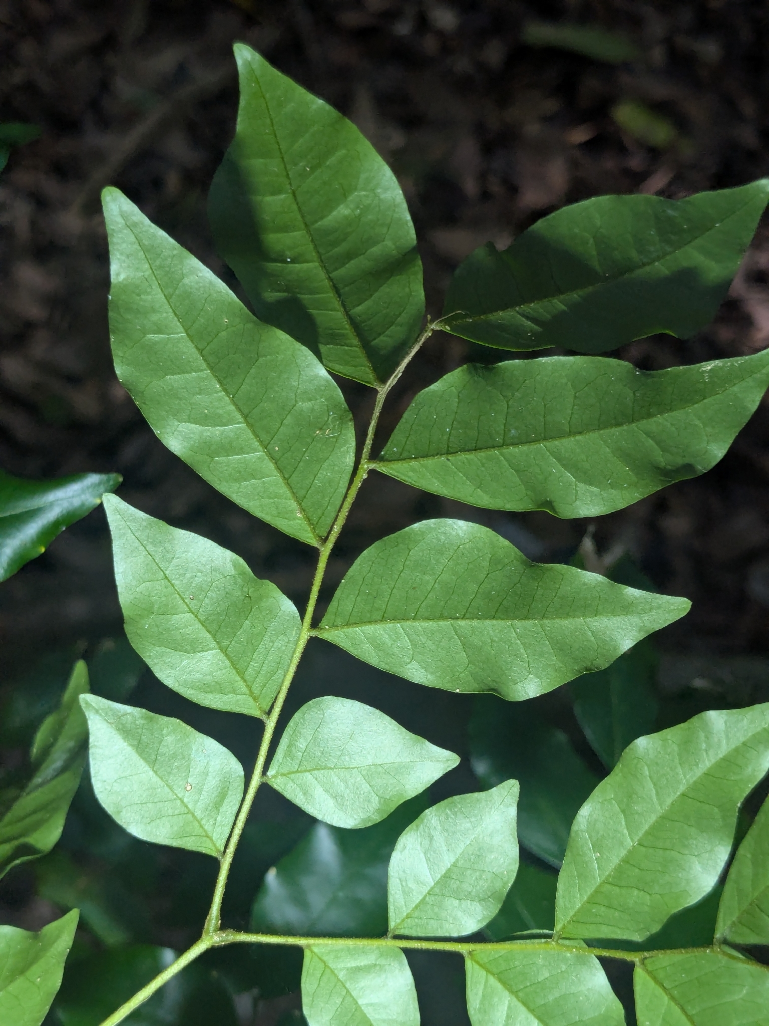 Imagem de Pararchidendron pruinosum