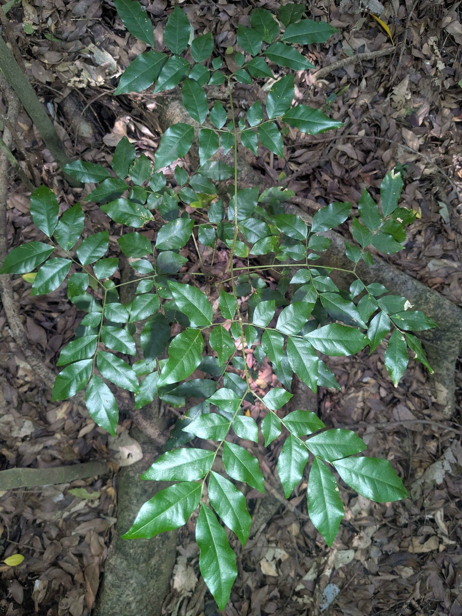 Imagem de Pararchidendron pruinosum
