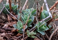 Hylotelephium telephioides