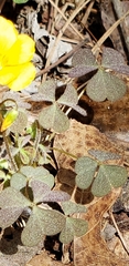 Oxalis colorea