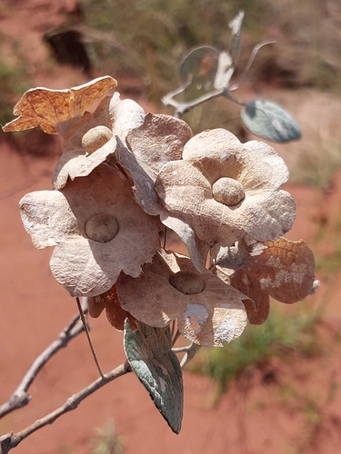 Karomia macrocalyx