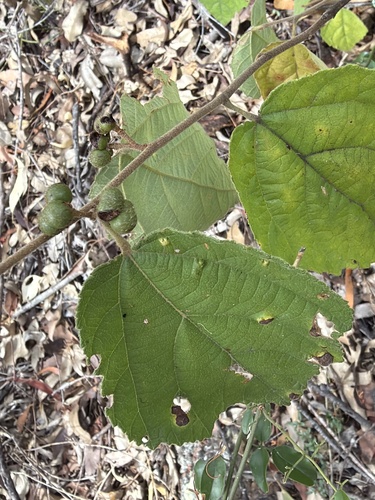 Dog's Balls (Grewia latifolia)