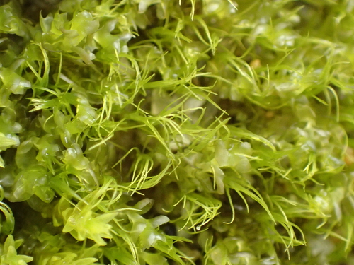 Erect-fruited Iris Moss (Distichium capillaceum)