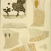 Ralfsia verrucosa - Photo 
Kuckuck, Paul Ernst Hermann; Prussia.; Reinke, J.; Schütt, F., no known copyright restrictions (public domain)
