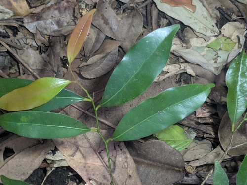 Cryptocarya bidwillii observed 2026-04-06