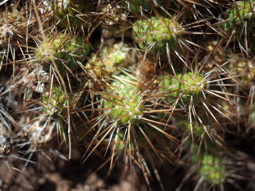 Maihueniopsis wagenknechtii