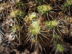 Maihueniopsis wagenknechtii
