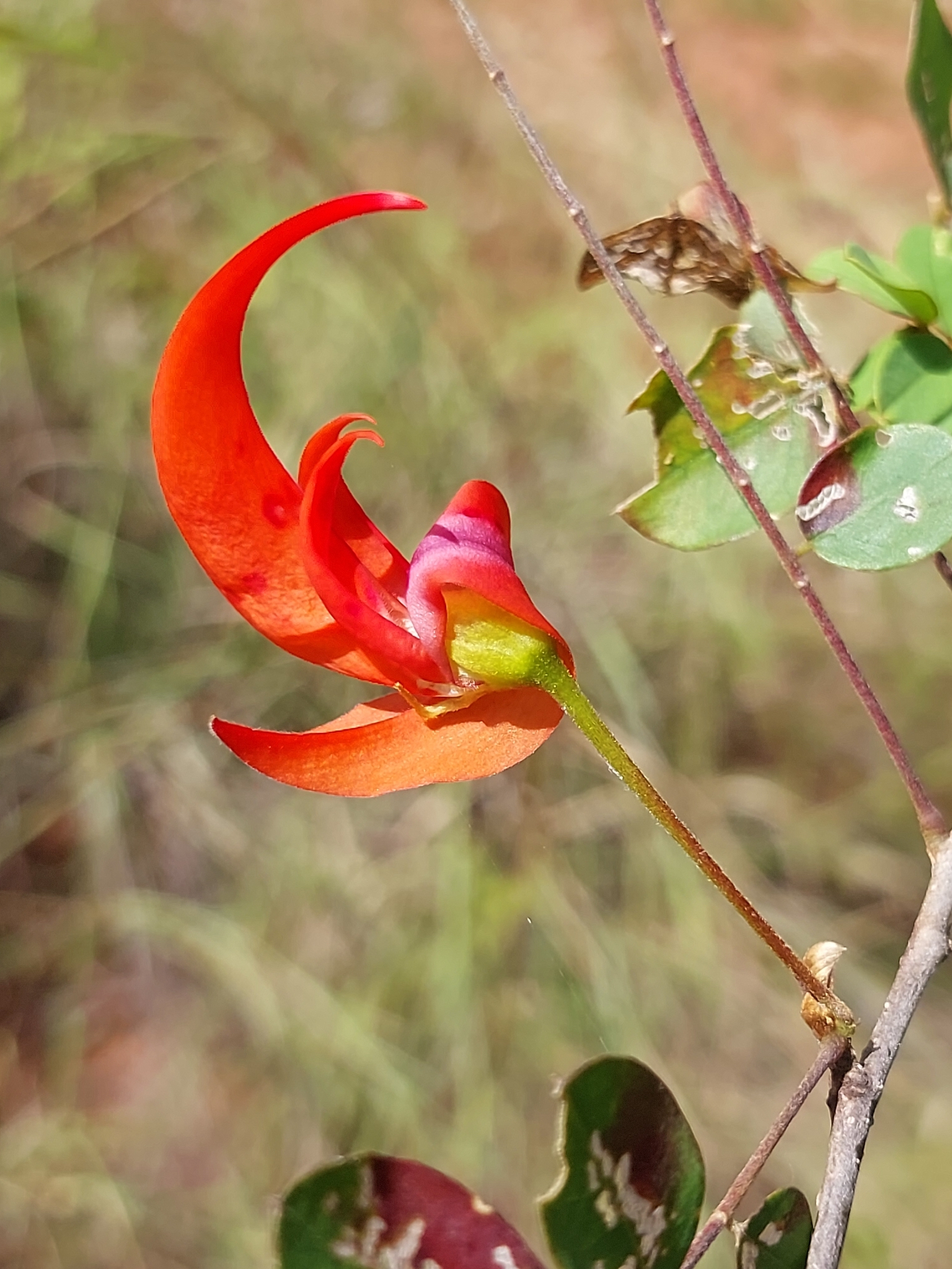 Chadsia versicolor
